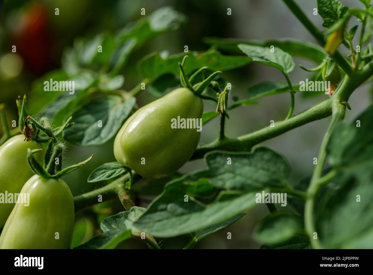 Backyard selfsown organically grown ripening round tomatoes the edible