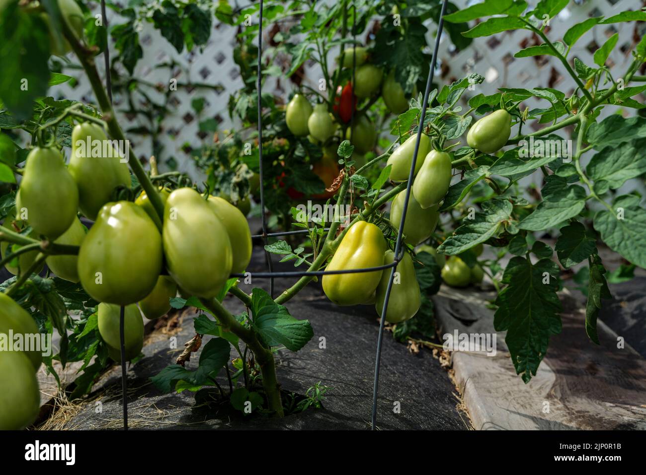 Backyard selfsown organically grown ripening round tomatoes the edible