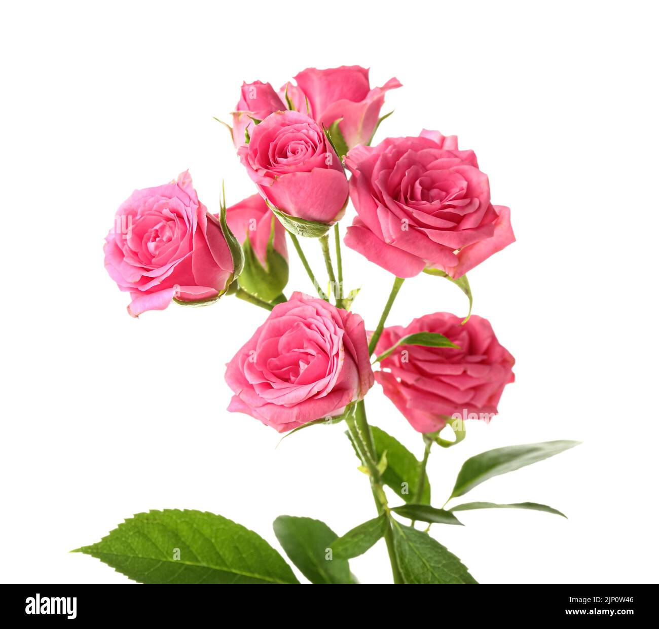 Beautiful pink roses on white background Stock Photo - Alamy