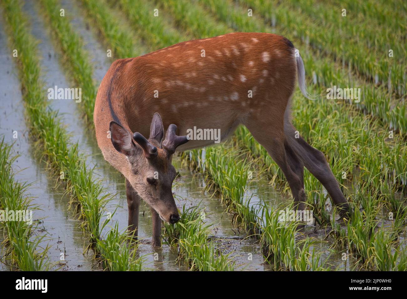 Single deer in a Japanese rice paddy Stock Photo