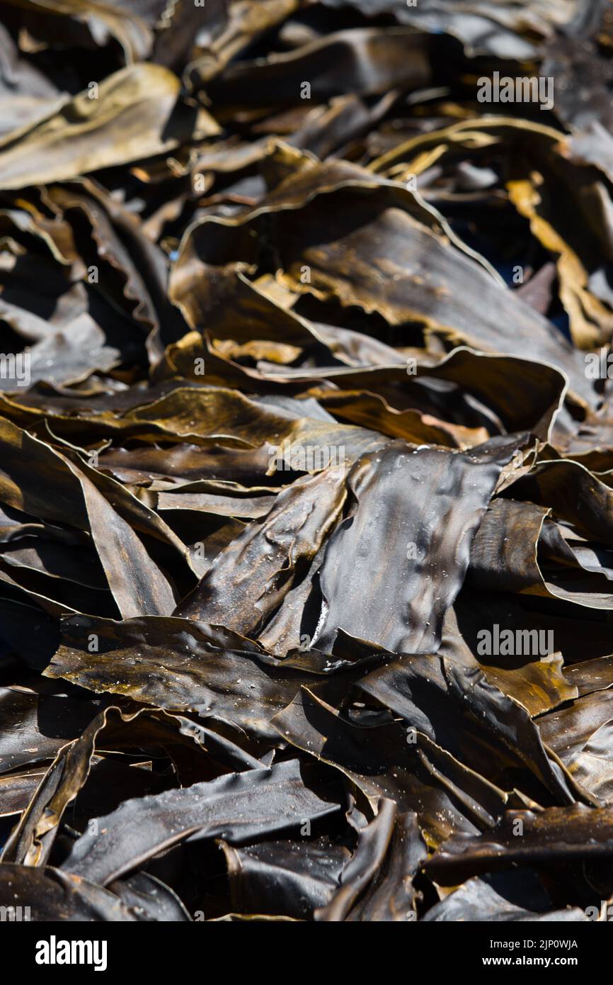Kelp seaweed leaves drying in the sun Stock Photo