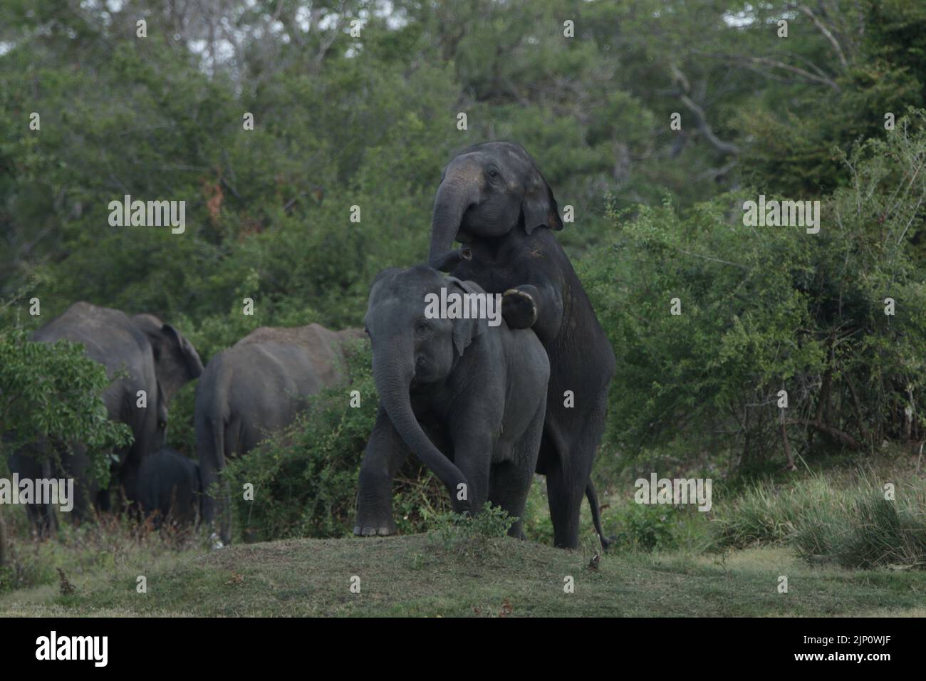 Sri lanka wild elephants hi-res stock photography and images - Alamy