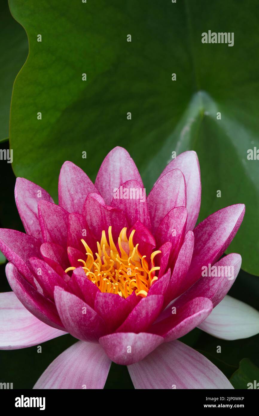 Large single pink water lily Stock Photo