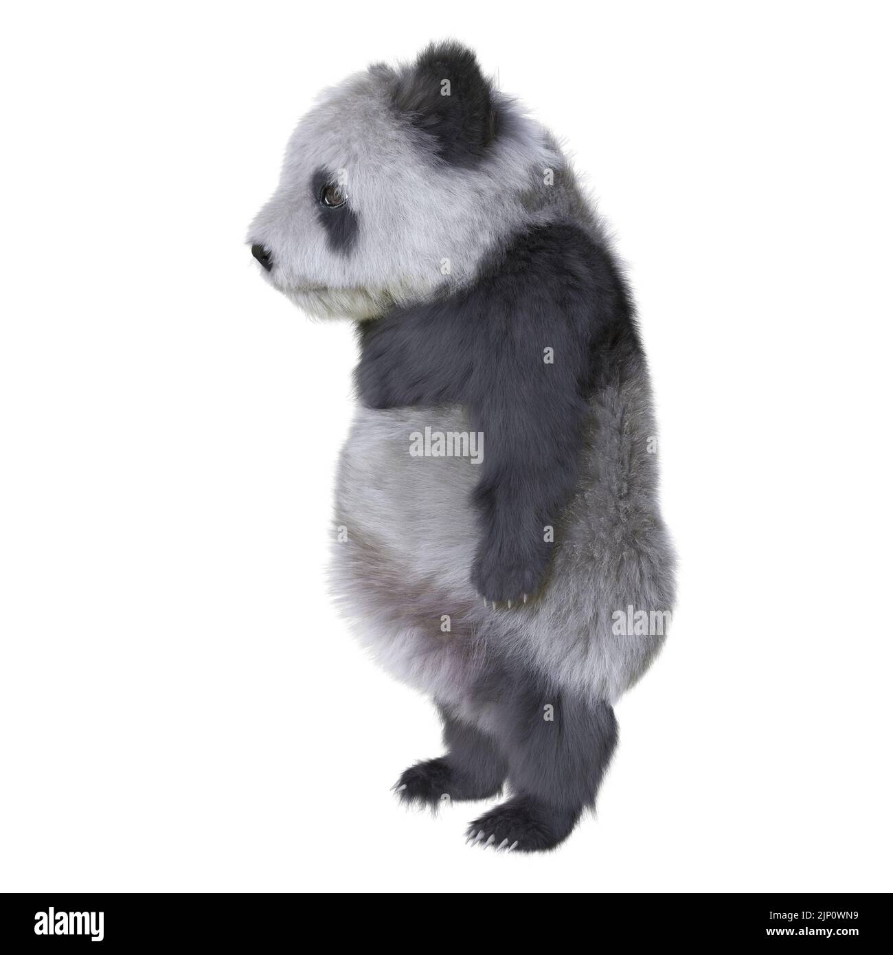 3D illustration panda cub isolated white background Stock Photo - Alamy