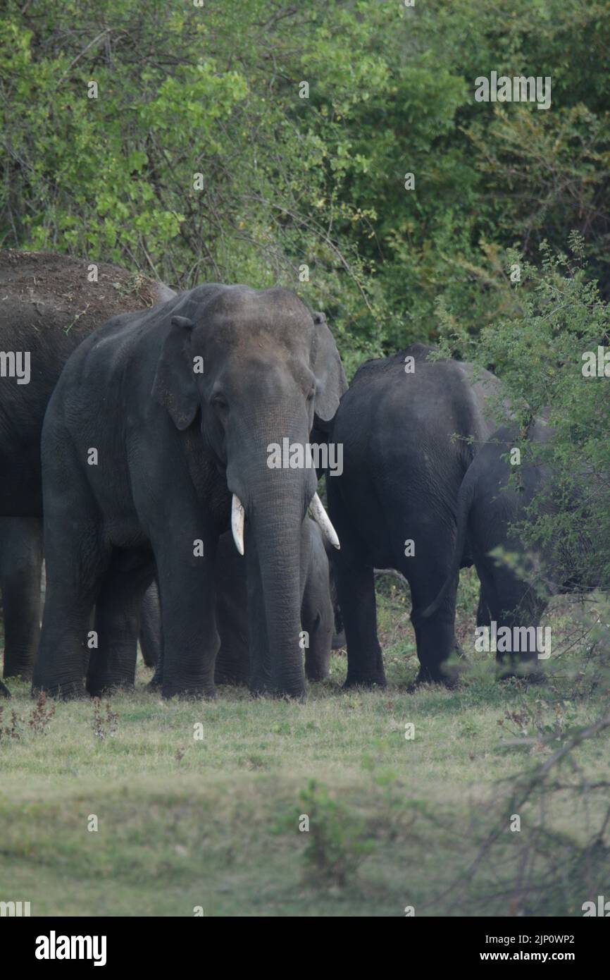 Elephants of sri lanka hi-res stock photography and images - Alamy