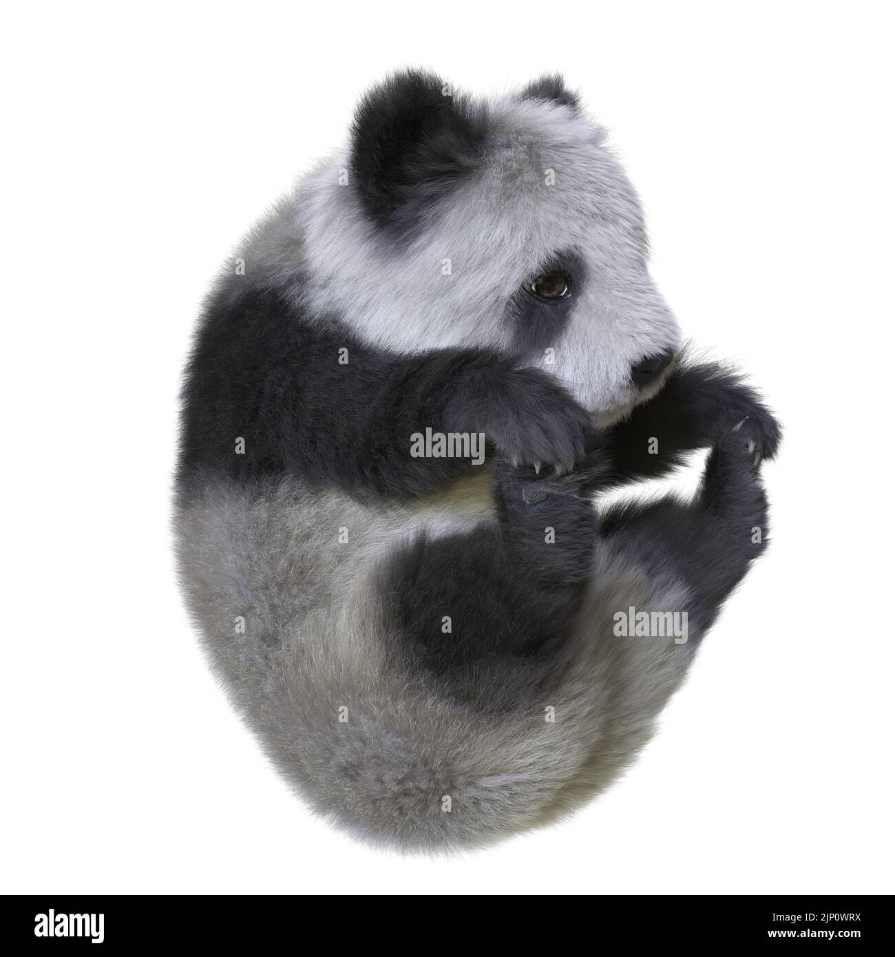 3D illustration panda cub isolated white background Stock Photo - Alamy