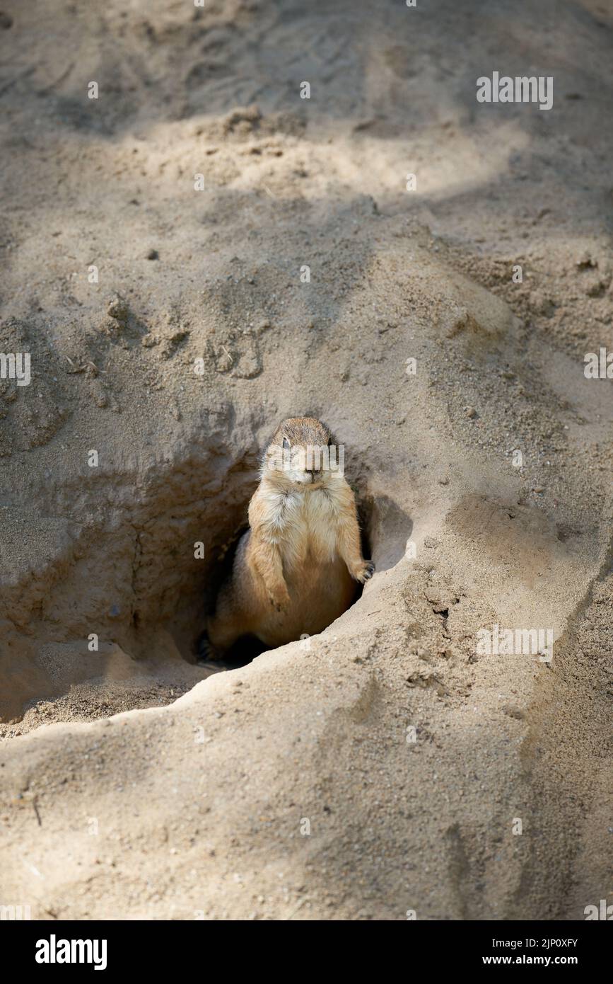 vigilant prairie dog, Cynomys ludovicianus looks out of its den and keeps watch for enemies Stock Photo