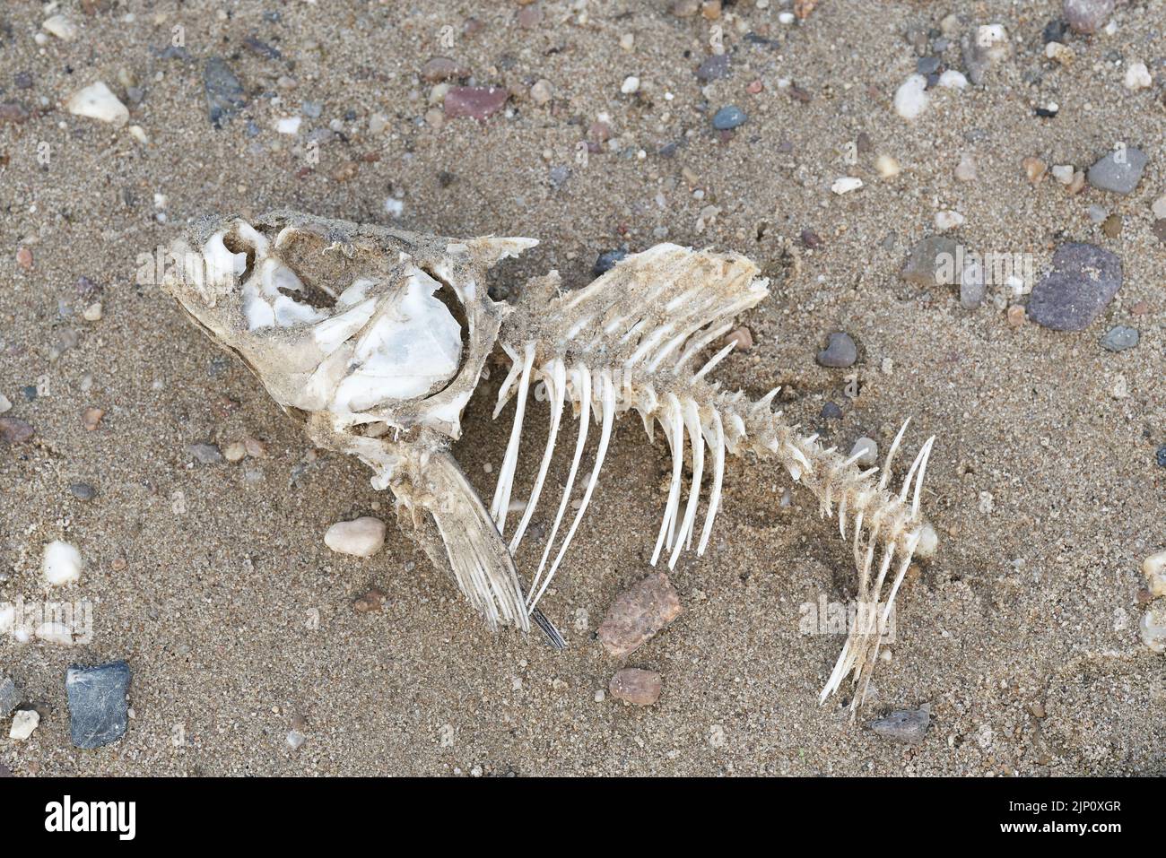 Skeleton of a dead fish on the bank of the river Elbe near Magdeburg in Germany Stock Photo