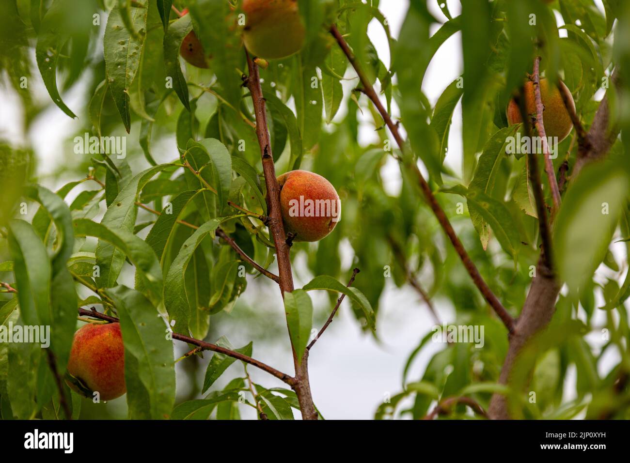 Peaches growing on a peach tree in DeKalb County, Indiana, USA Stock Photo Alamy
