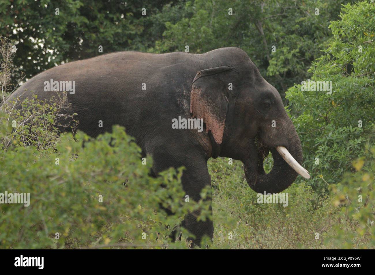 Elephants of Sri Lanka in the Wild. Stock Photo