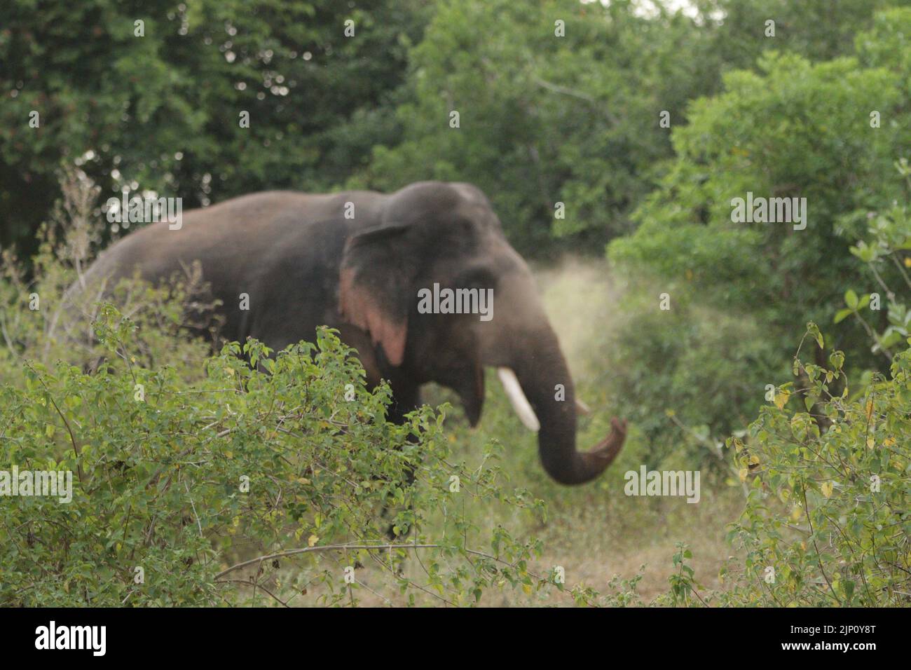 Elephants of Sri Lanka in the Wild. Stock Photo
