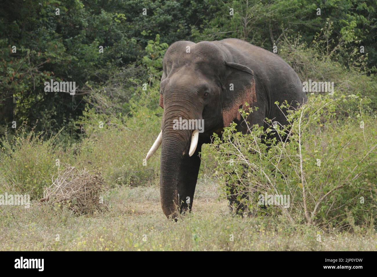 Elephants and Tuskers in Kalawewa National Park, Sri Lanka Stock Photo