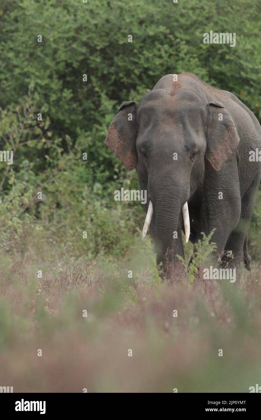 Elephants and Tuskers in Kalawewa National Park, Sri Lanka Stock Photo