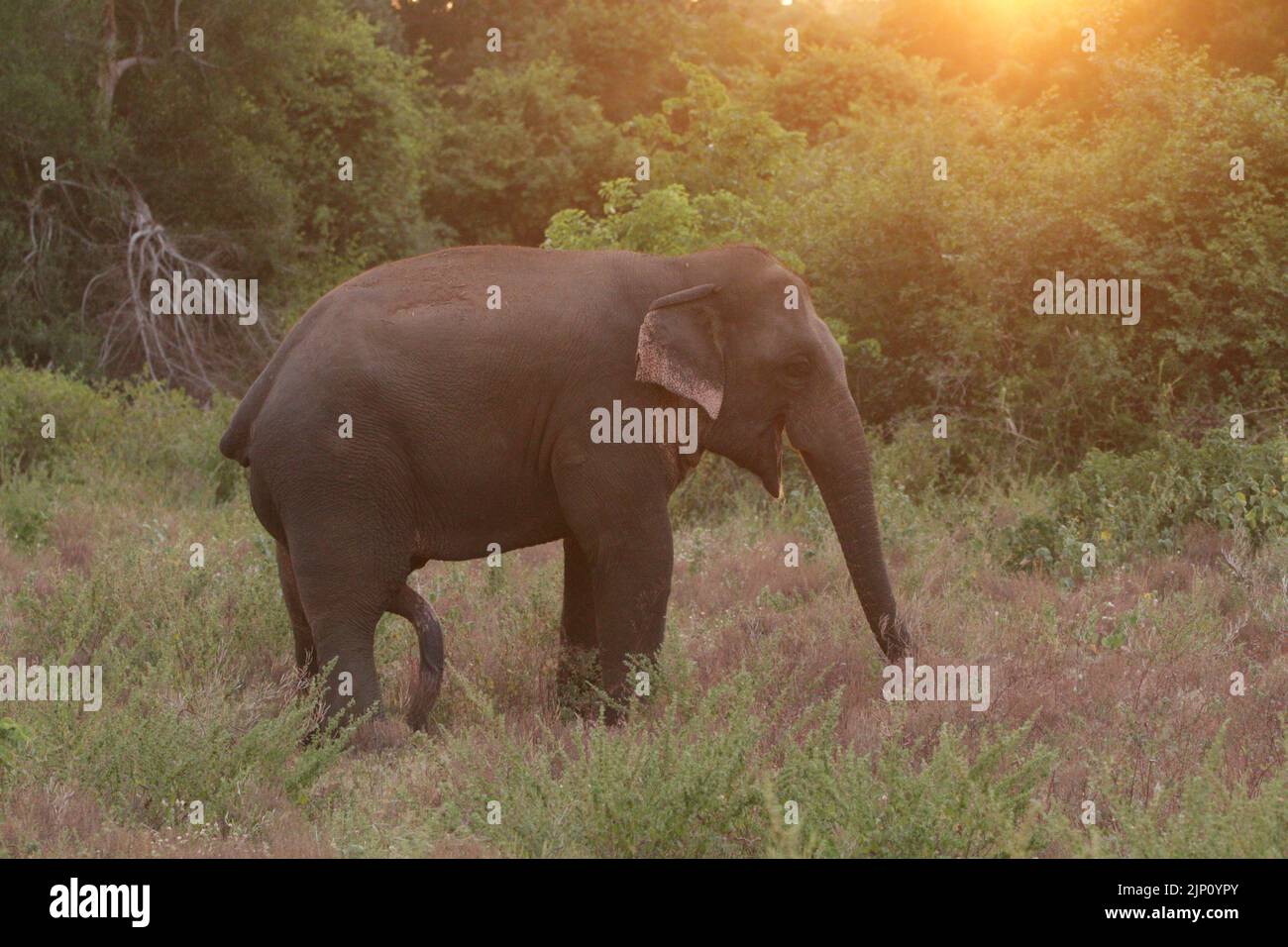 Elephants and Tuskers in Kalawewa National Park, Sri Lanka Stock Photo