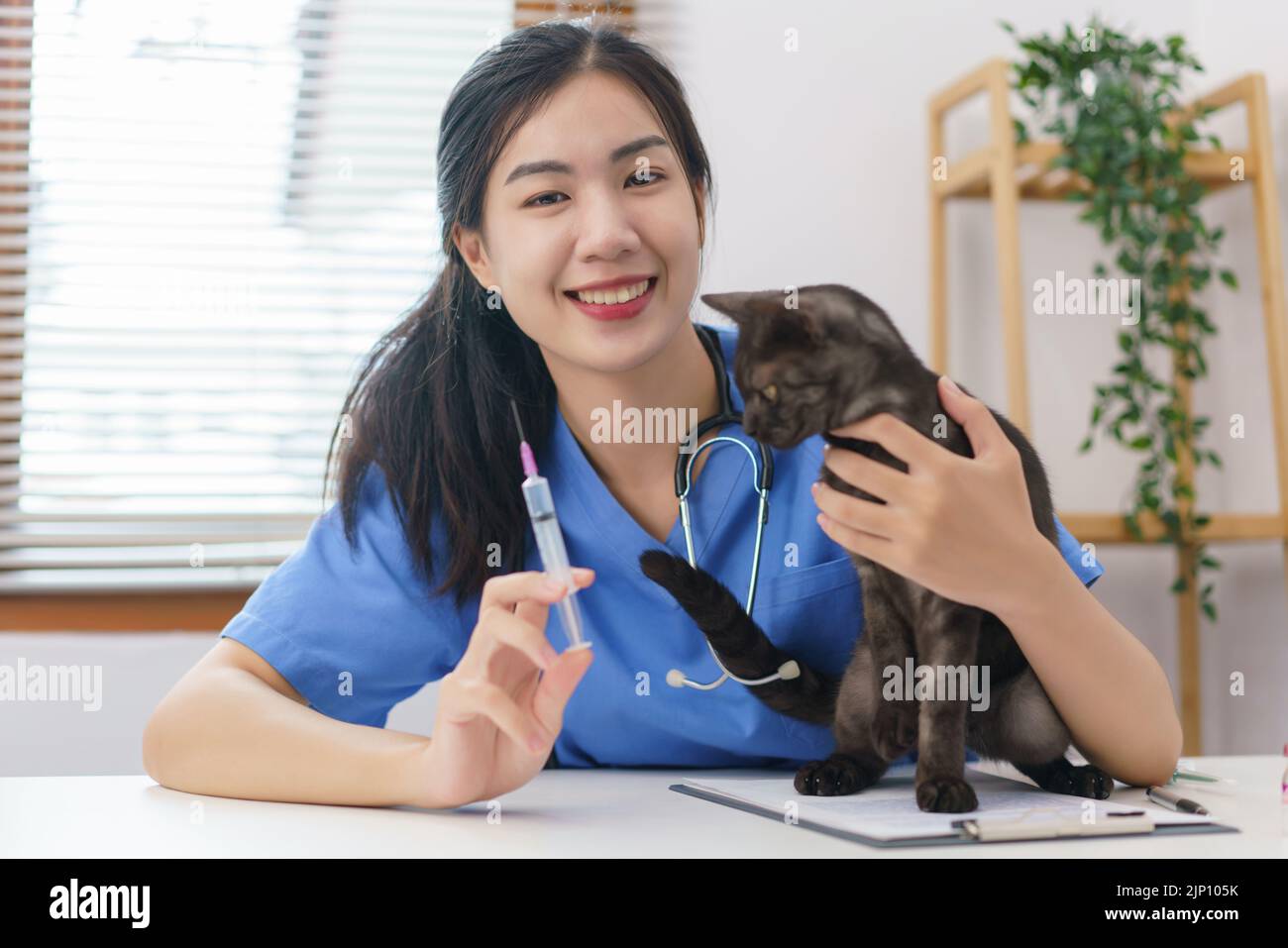 Pet care concept, Female veterinary prepare vaccinations to injection the cat in vet clinic