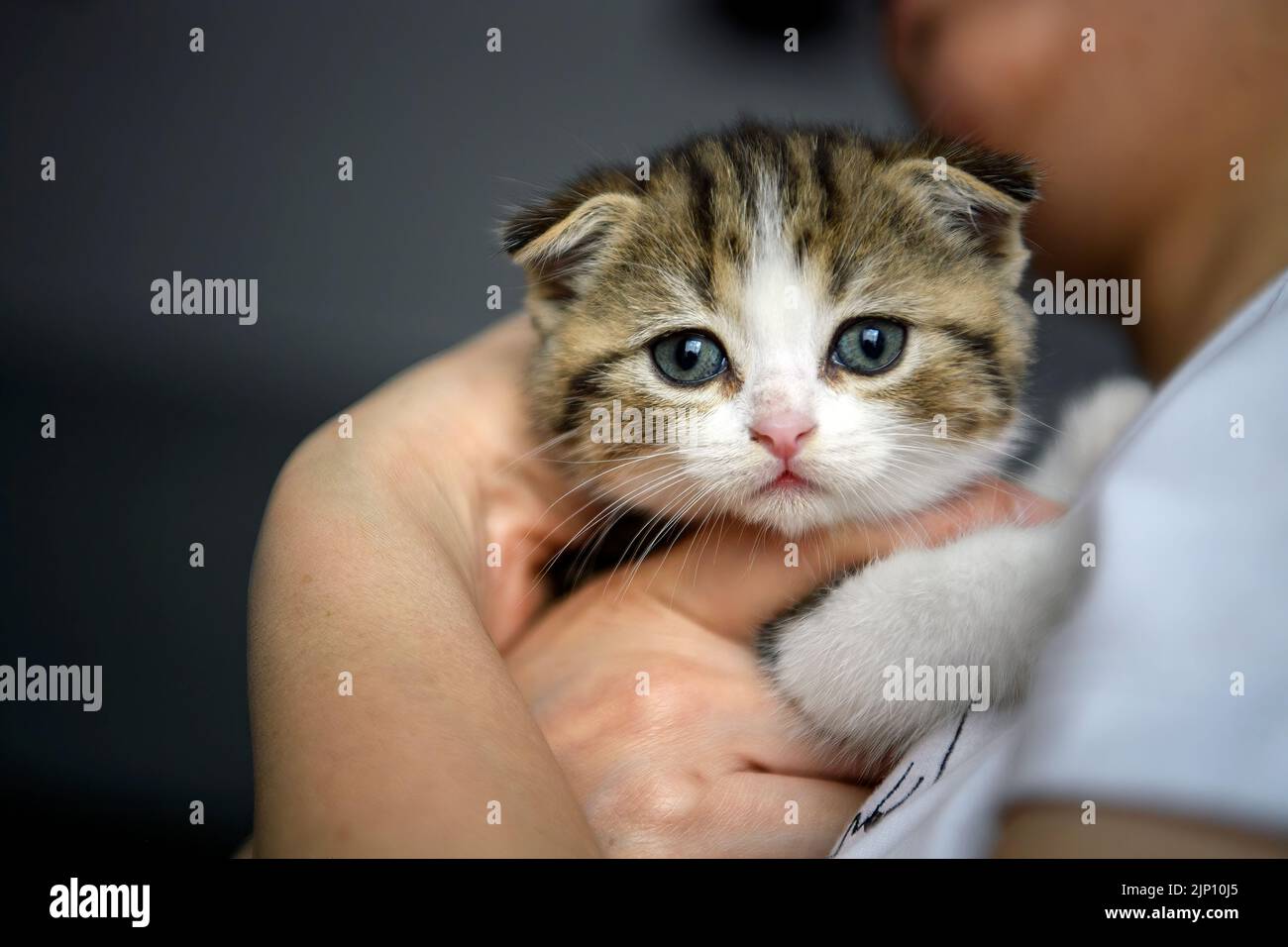 people holding striped kittens Closeup of looking cat face, woman in white shirt hugging cute little cat, scottish fold cat Tricolor pattern, pure bre Stock Photo