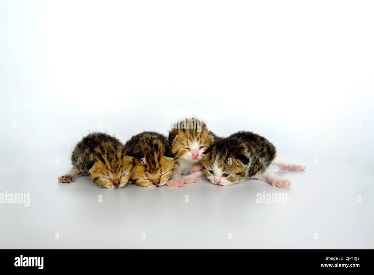 four newborn kittens Lying in a row in front of the board On a white background, Scottish Fold baby kitten with tricolor stripes, pure pedigree and be Stock Photo