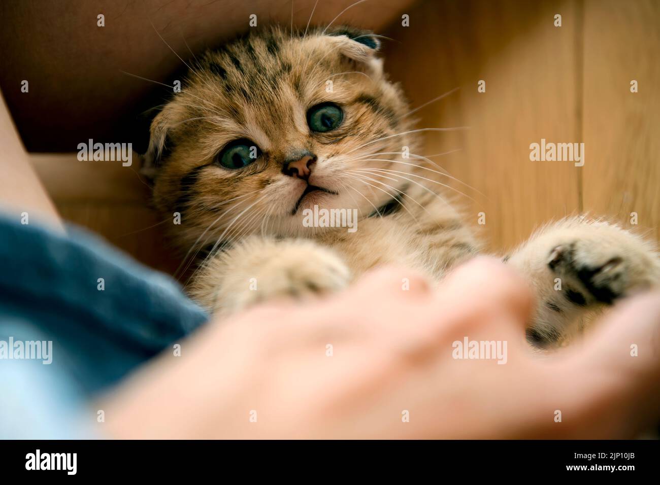 Kitten lying on the wooden floor in the house and looking straight up. Little cat playing with human hands. Top view and close-up. Scottish Fold tabby Stock Photo