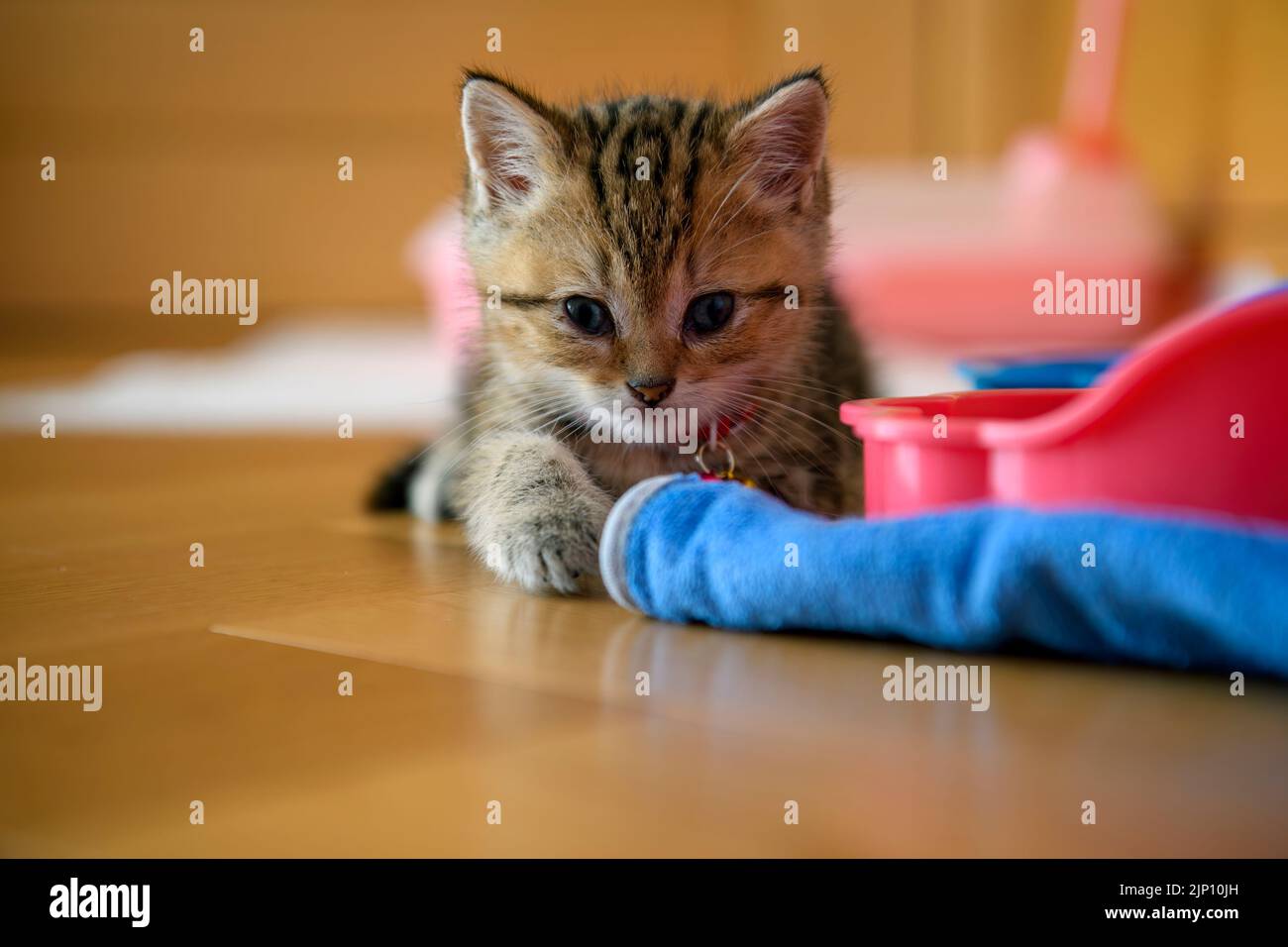 Kitten sits on a wooden floor in the house and looks straight ahead. Front view and close-up of a kitten playing mischievously . Scottish Fold tabby c Stock Photo