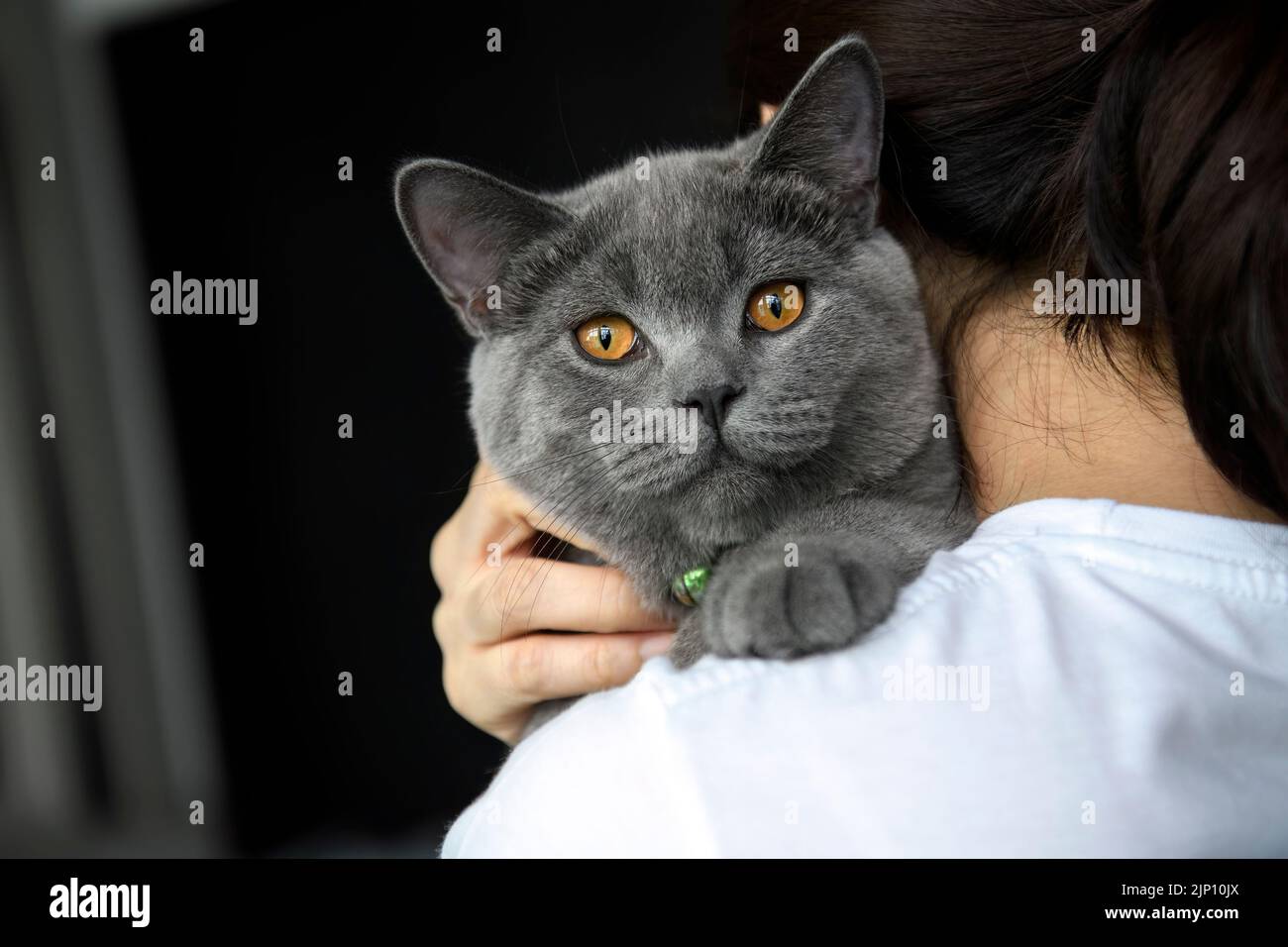 People holding a handsome young cat Close-up in front of a looking cat, a woman in a white shirt puts a cat on her shoulder. A warm hug, a blue Britis Stock Photo