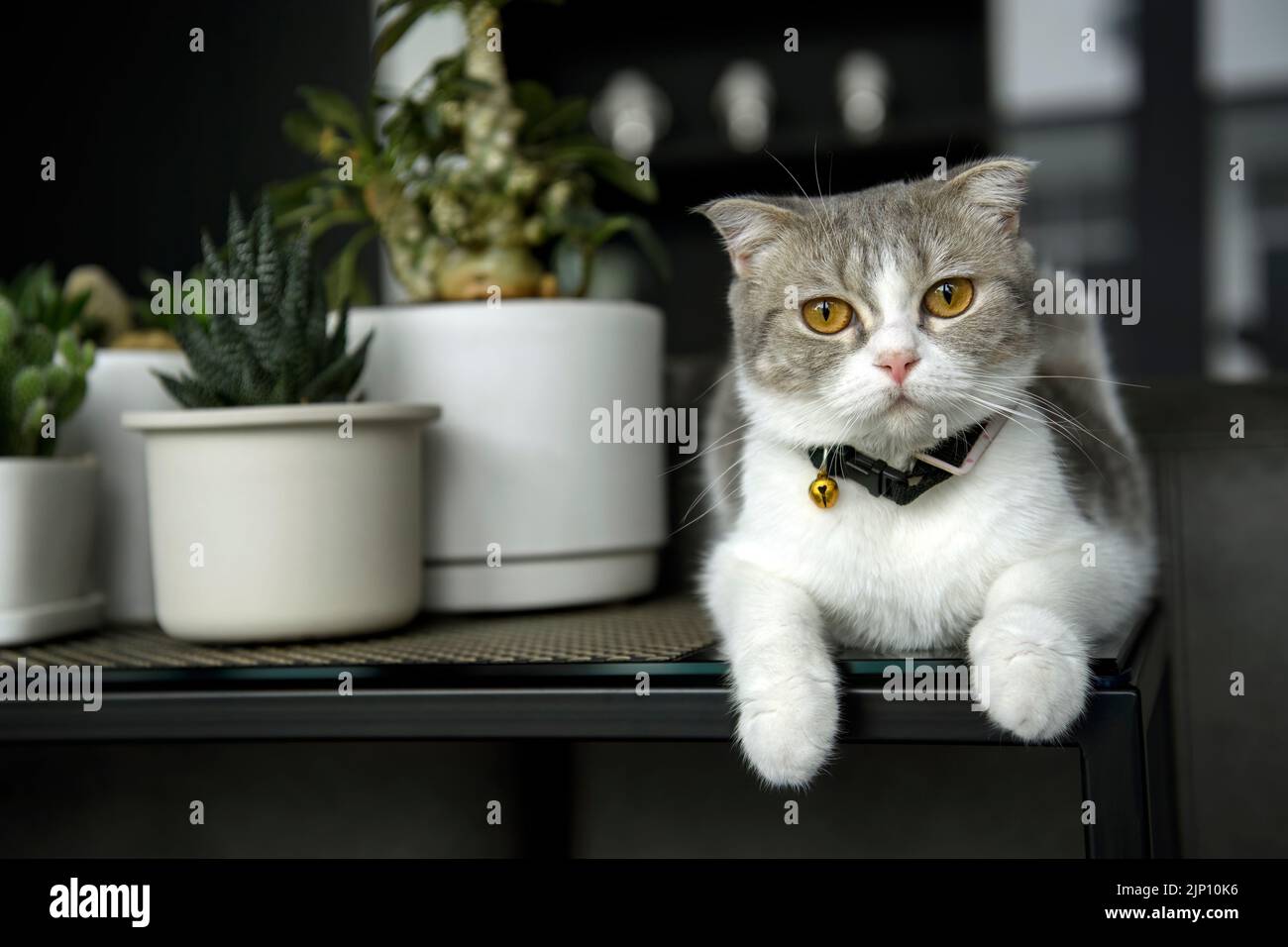 Scottish Fold white-grey pattern put on a necklace and a bell in the black table Along with a white pot with cactus plants. Purebred female cat beauti Stock Photo