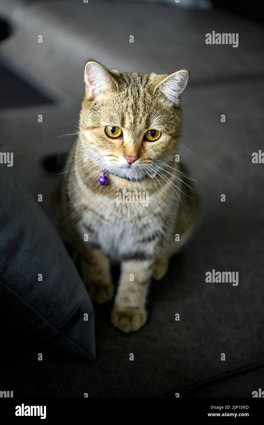A tabby cat wears a collar and has a purple bell. Sitting on a dark gray sofa. Scottish cat with a purebred golden-orange pattern, beautiful appearanc Stock Photo