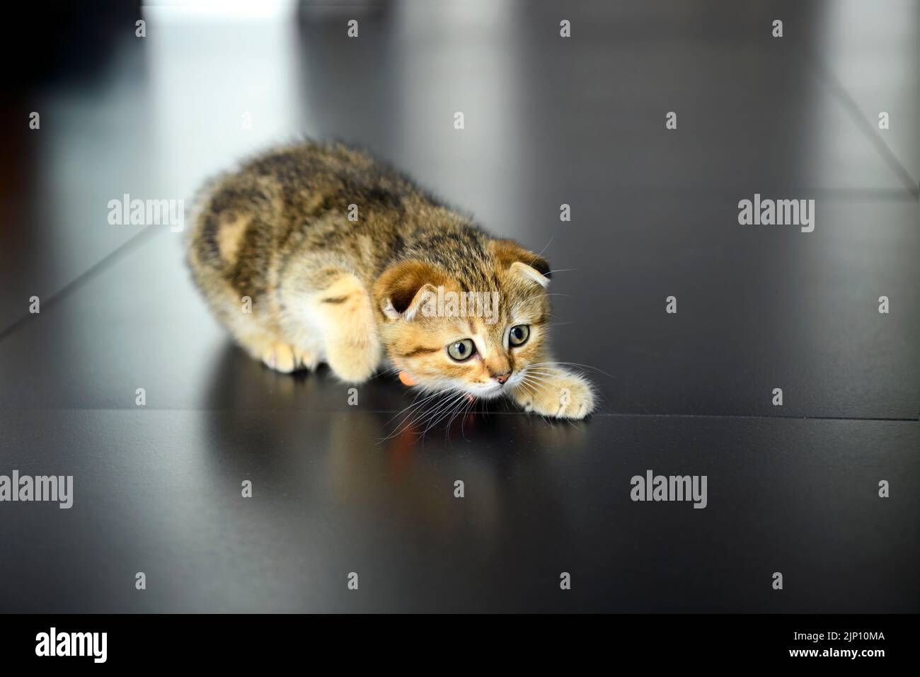 tabby cat crawling In ambush, Scottish Fold kitten in crouching position and ready to attack, cute little striped kitten. A good and beautiful pedigre Stock Photo