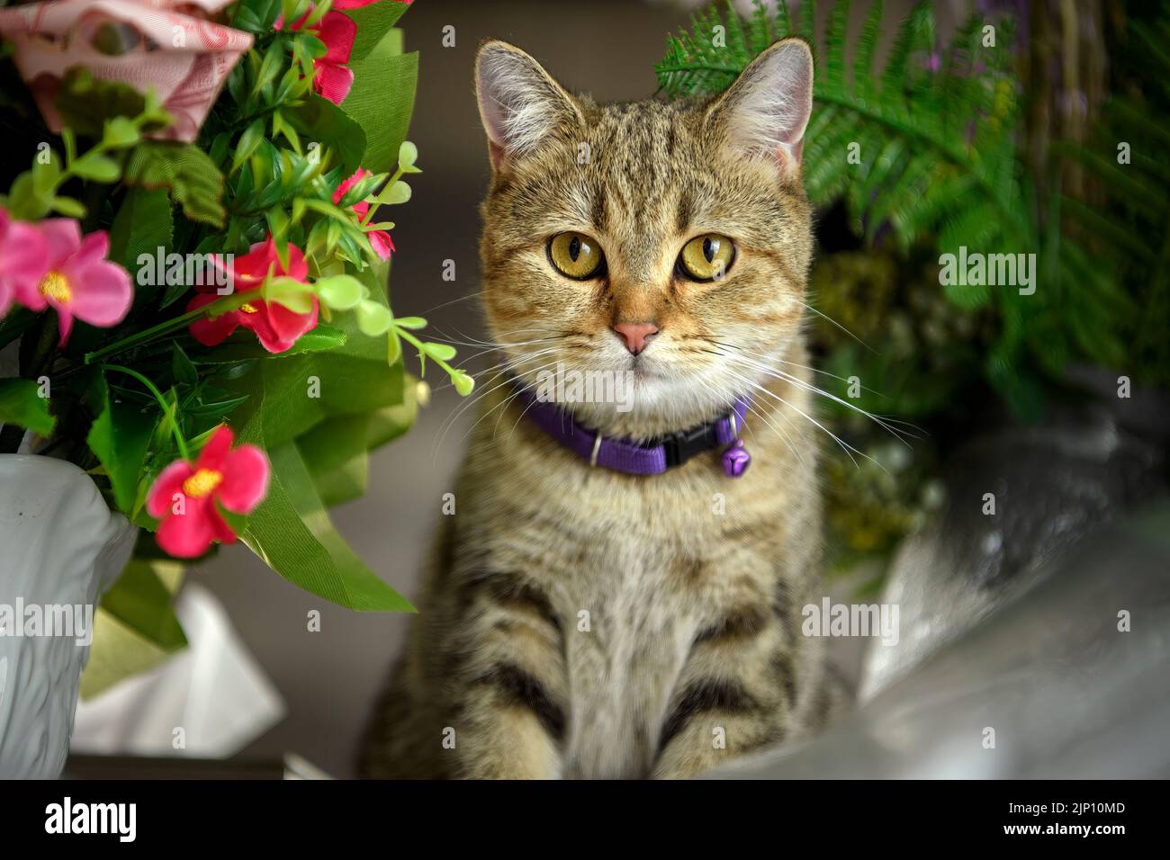Striped Scottish Fold cat wearing a purple necklace Posing in a sitting position on a table with a pair of vases and colorful flowers, straight front Stock Photo