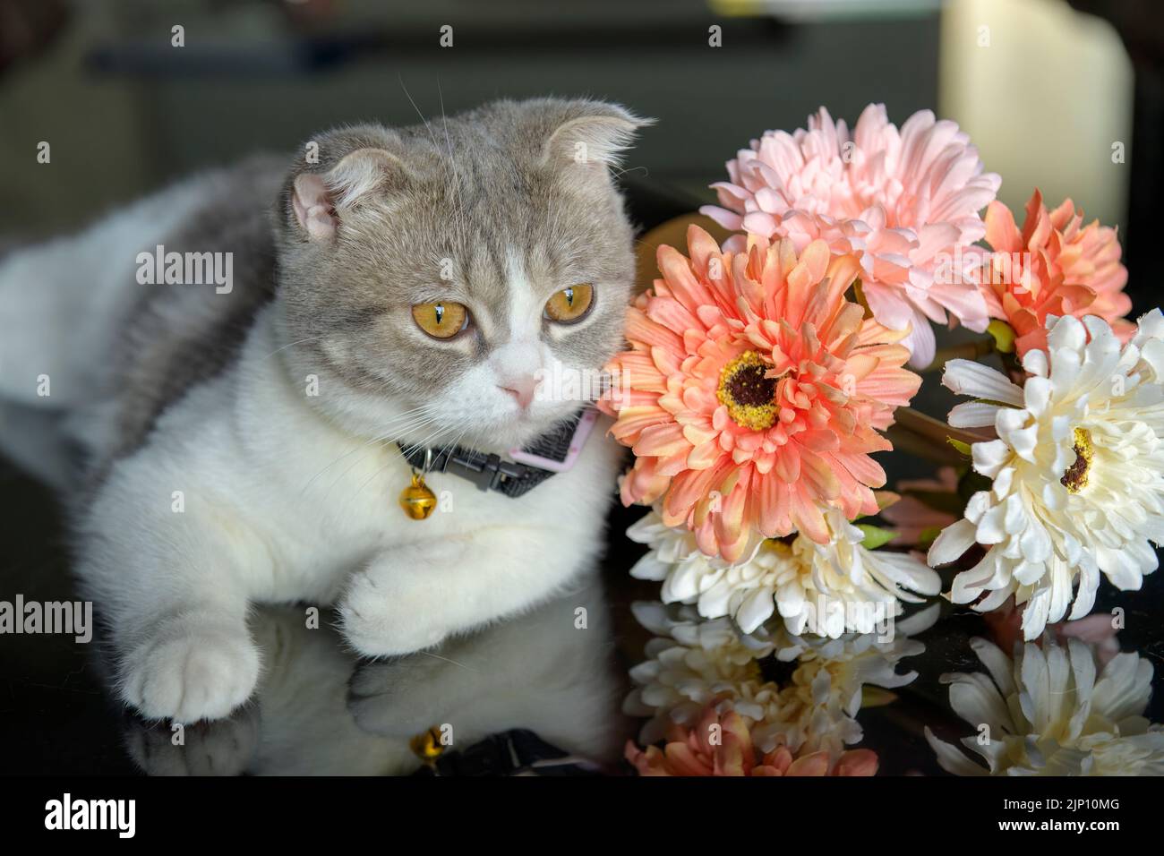 scottish fold cat white and gray stripes wearing a necklace and a bell Posing in a sitting position on a table with a pair of colorful flowers, straig Stock Photo