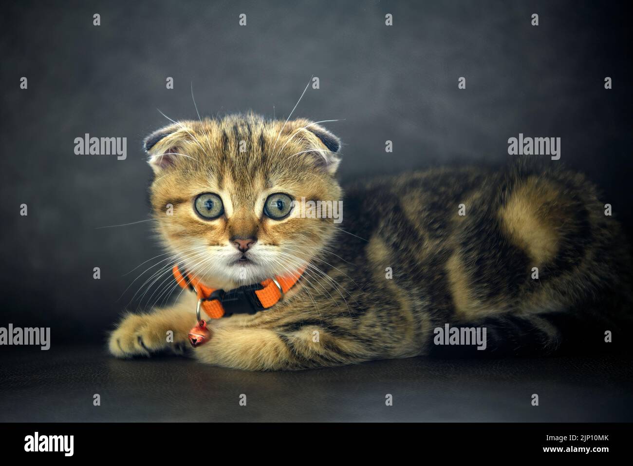 scottish fold kitten wearing an orange necklace Posing in a squat position The picture looks outstanding. cute little striped kitten A good and beauti Stock Photo