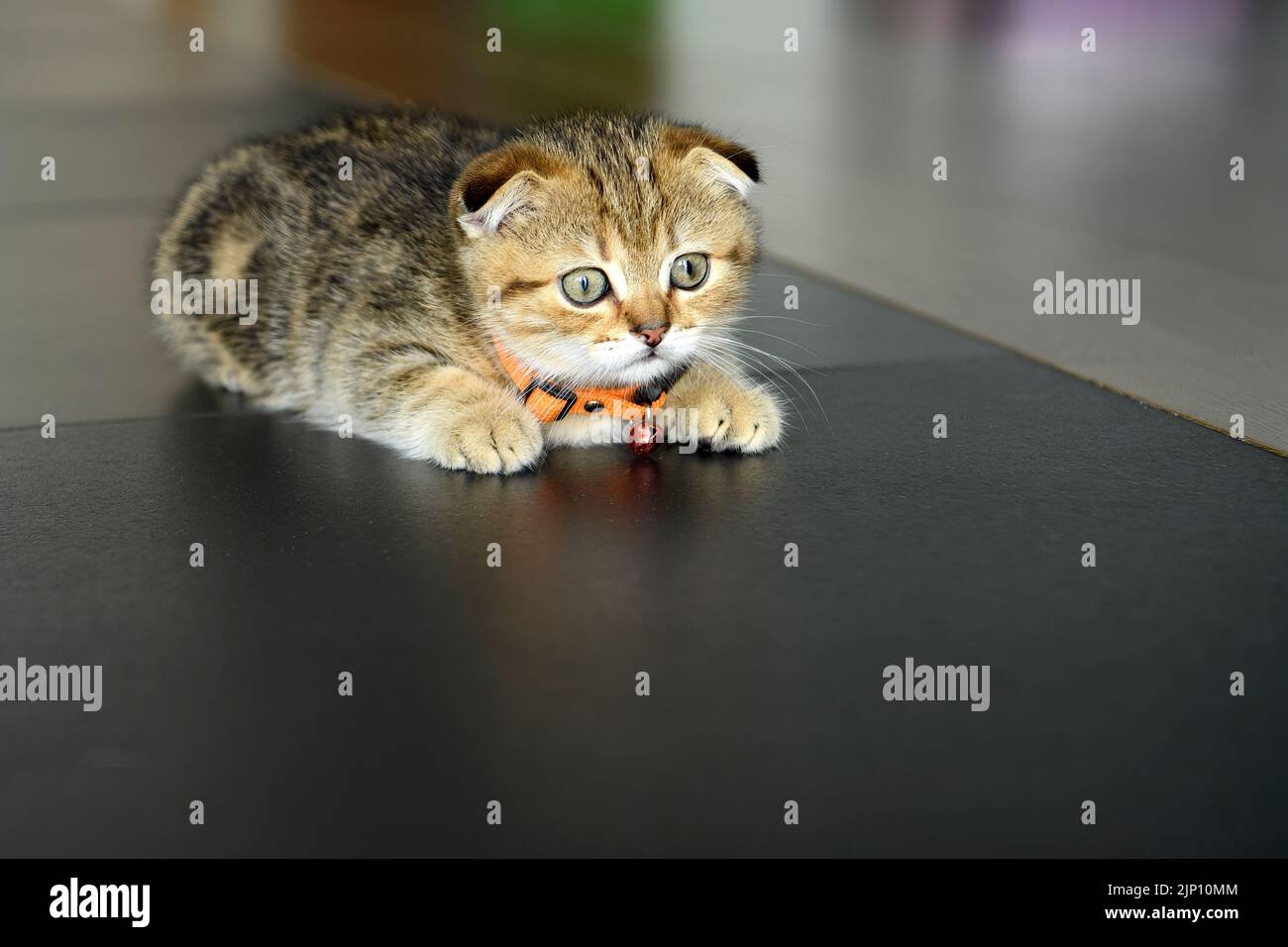 tabby cat crawling In ambush, Scottish Fold kitten in crouching position and ready to attack, cute little striped kitten. A good and beautiful pedigre Stock Photo
