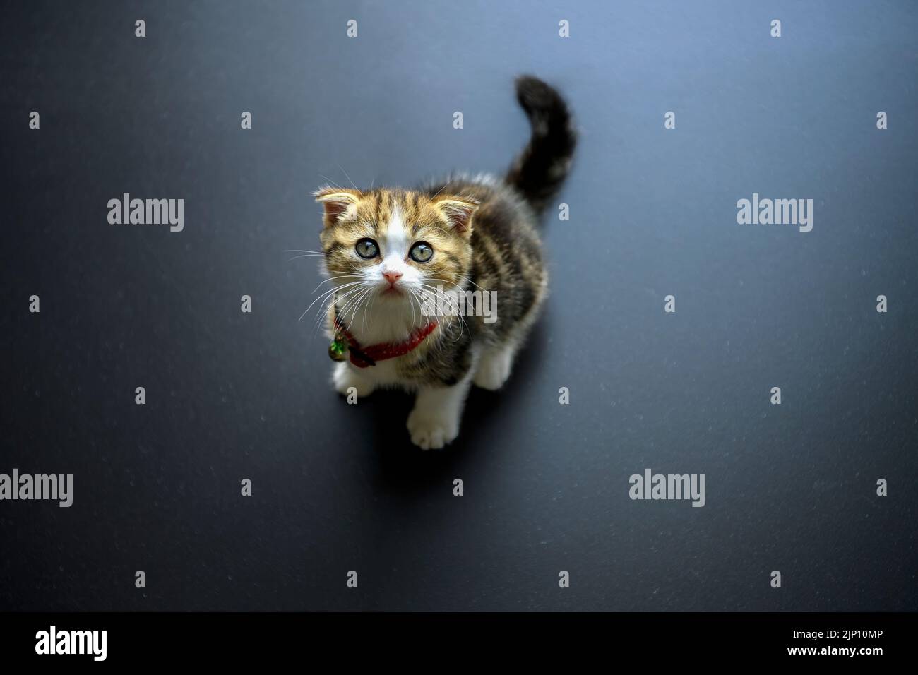 Striped Scottish Fold kitten Sitting on the black floor and looking up, the view from above saw a cute little cat looking up, a beautiful pedigree tri Stock Photo
