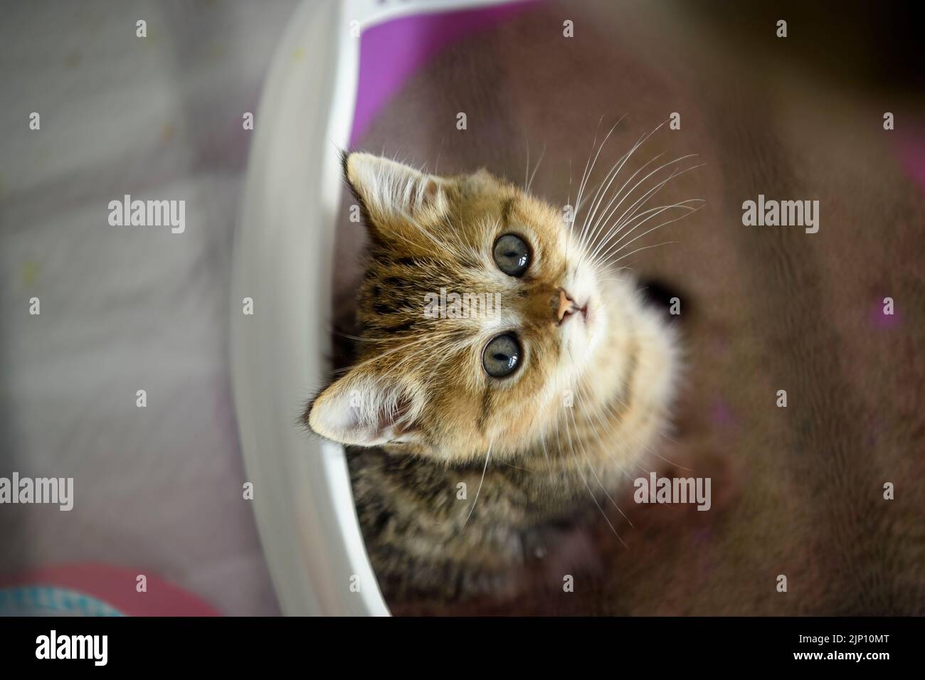 The kitten sat in the cat toilet and looked up. Top view of a striped Scottish cat sitting in a cat litter tray. Cute and beautiful purebred kittens. Stock Photo