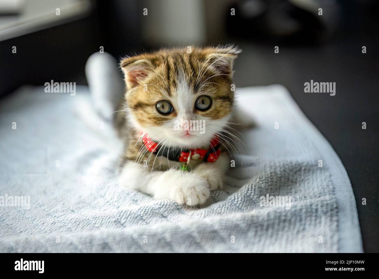 Scottish Fold kitten Sit comfortably on the soft white cloth. on a black background in the house. beautiful little tabby cat Wear a beautiful collar. Stock Photo