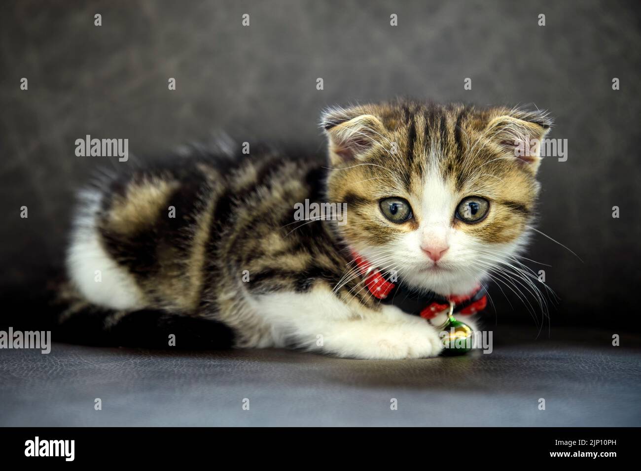 Striped Scottish Fold kitten Sitting on a dark gray sofa and looking straight ahead, full front view, a cute little cat, a beautiful pedigree tabby si Stock Photo