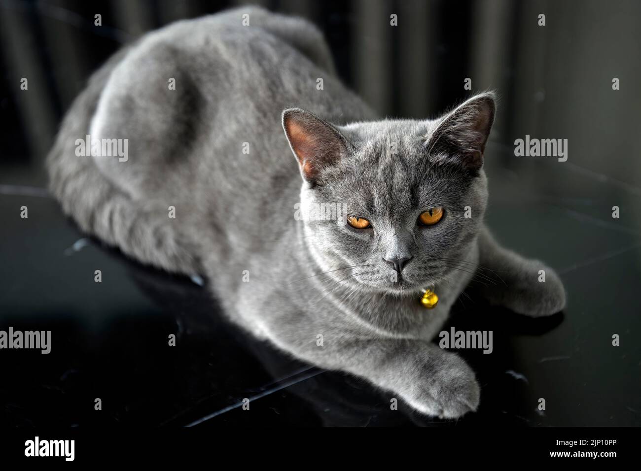 Kitten relaxing on a black coffee table Annoyed and annoyed, looking very funny and cute. A blue-eyed British Shorthair cat with orange eyes, crouchin Stock Photo