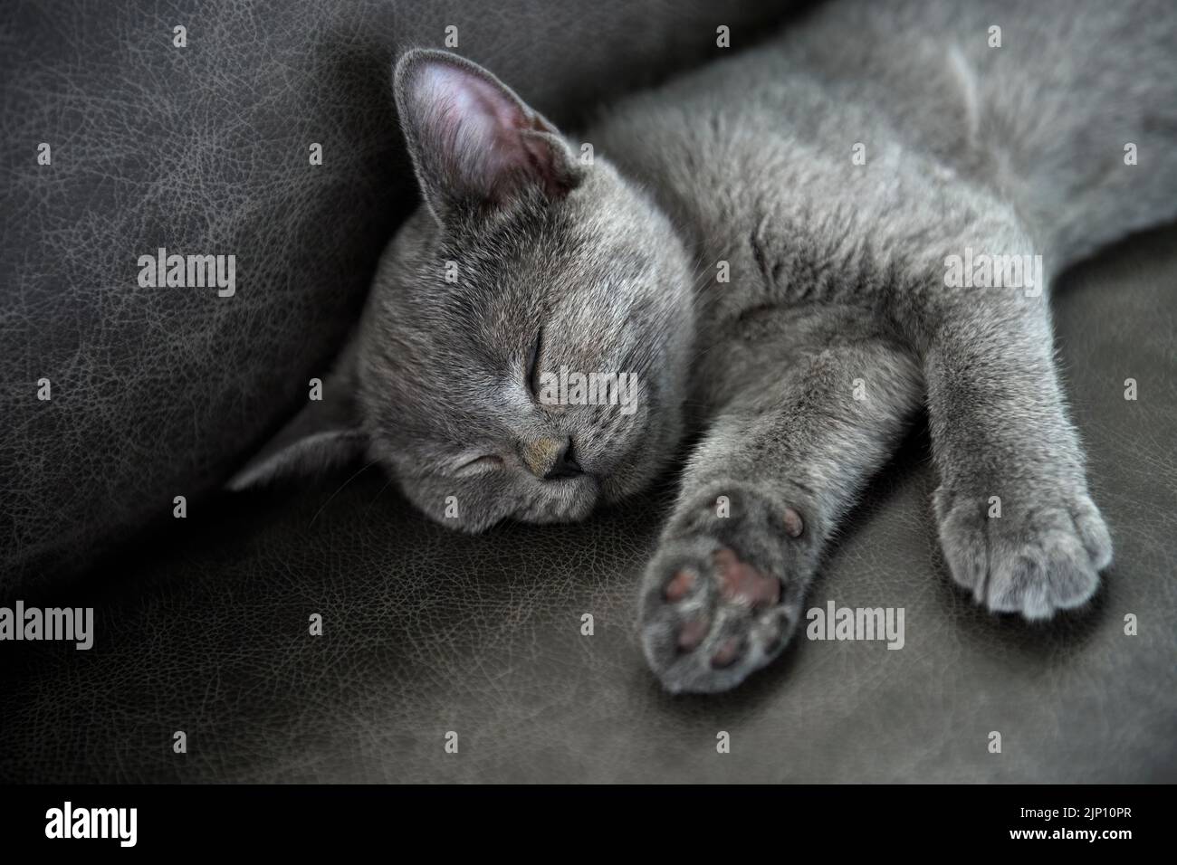 The kitten is sleeping soundly. Front view, full smiley face, relaxed posture, British Shorthair cat. Blue color comfortably on the dark gray sofa in Stock Photo