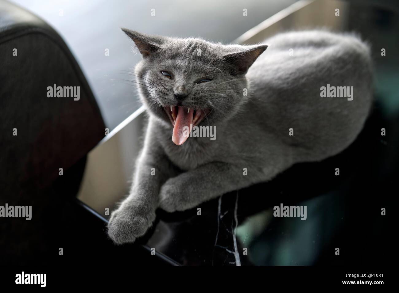 The kitten is opening its mouth completely. It yawned, saw teeth and tongue. Very funny and cute, a blue British Shorthair cat sitting on a black coff Stock Photo