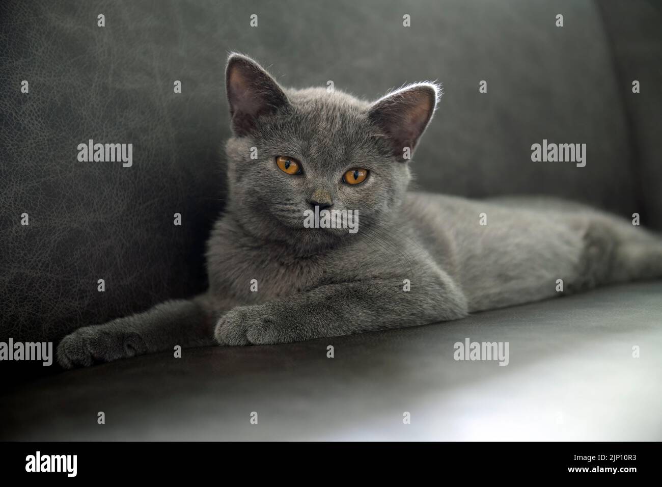 Kitten posing relaxing and looking, British Shorthair cat Blue with sparkling orange eyes sitting comfortably on a black sofa in the house, dark tones Stock Photo