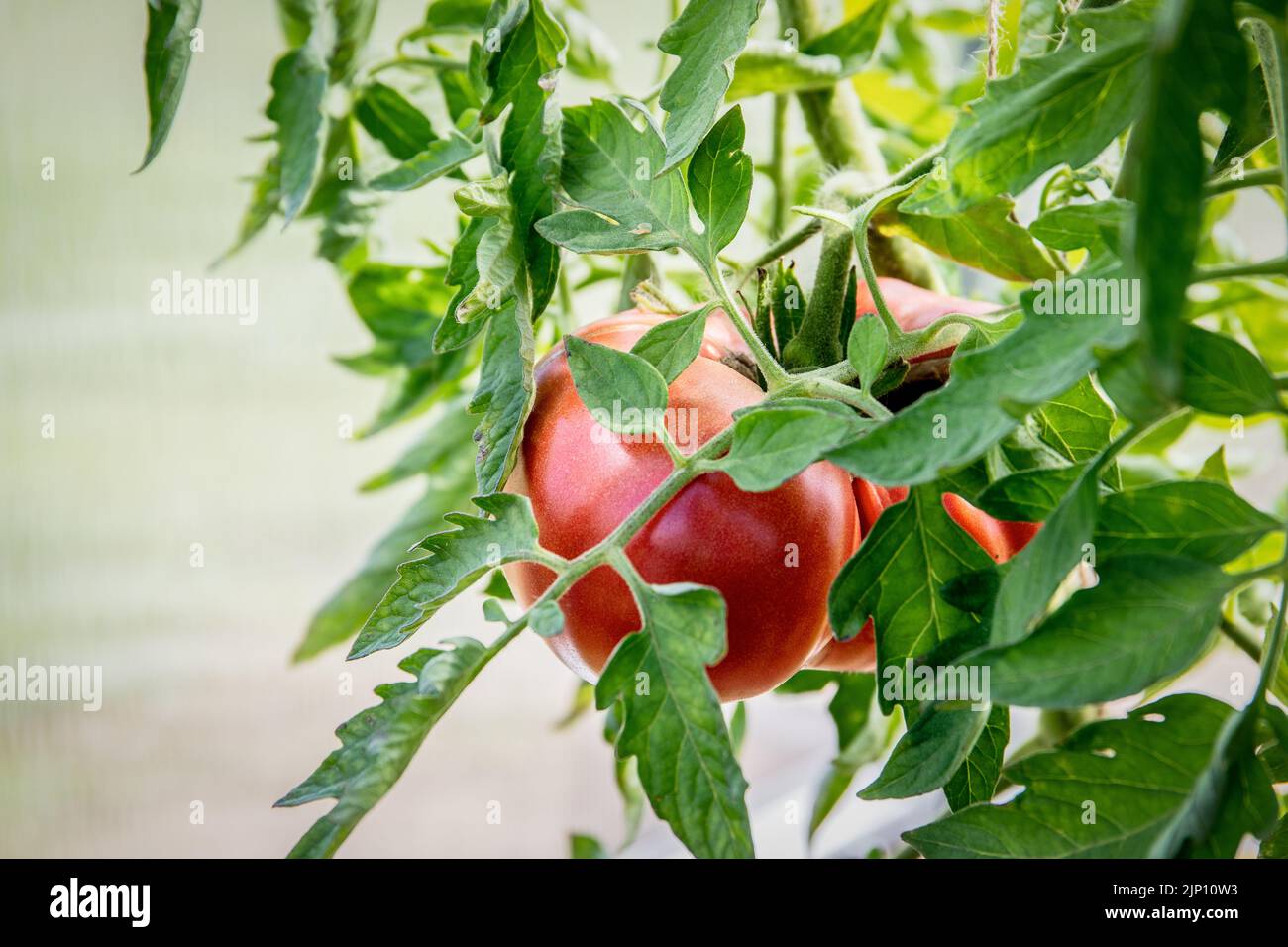 Tomato plant branch in foreground hi-res stock photography and images ...
