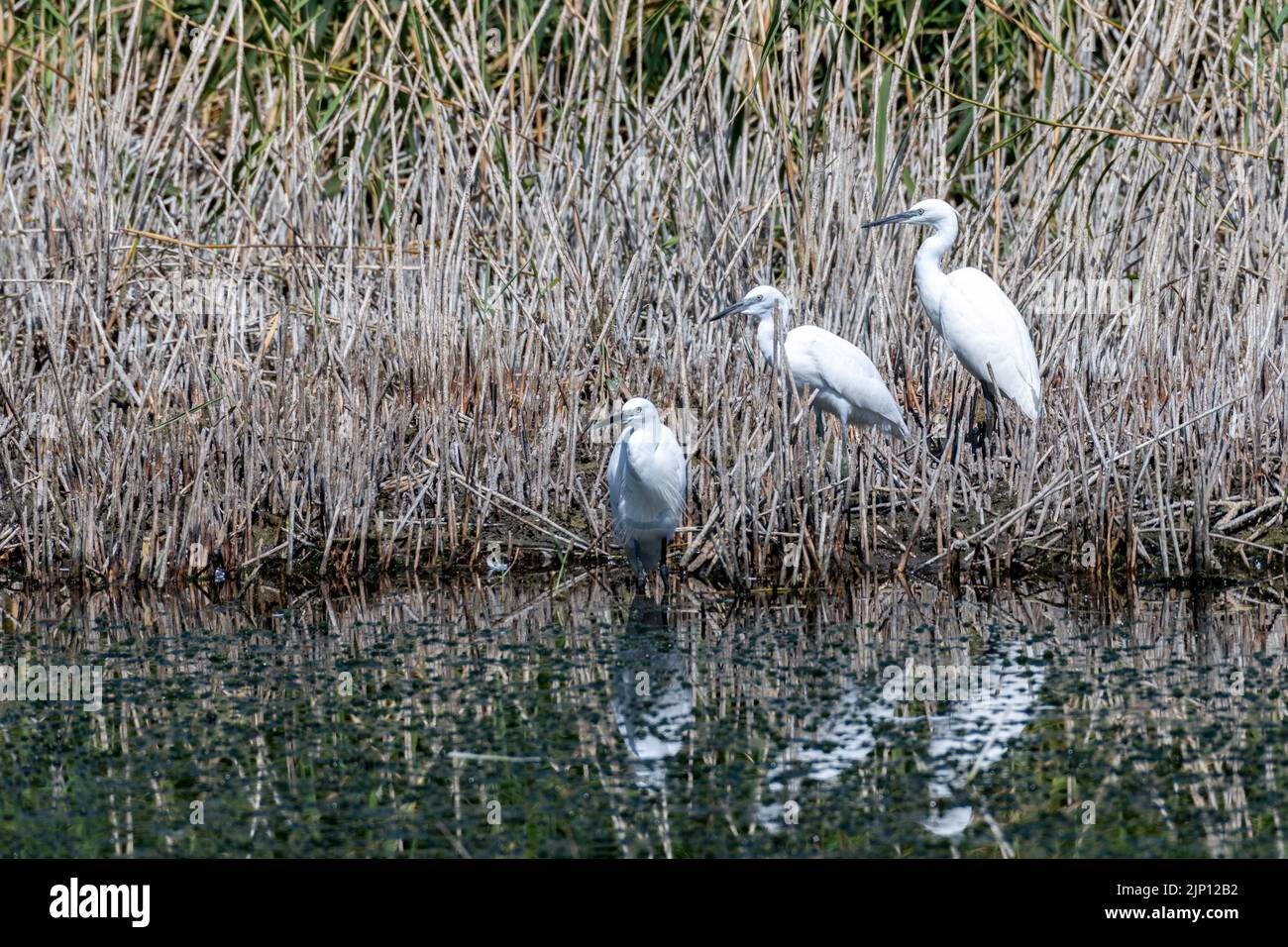 Three Little Egrets at Magor Marsh in Monmouthshire, Wales, UK. The marsh is drying up highlighting global warming and climate change. Stock Photo