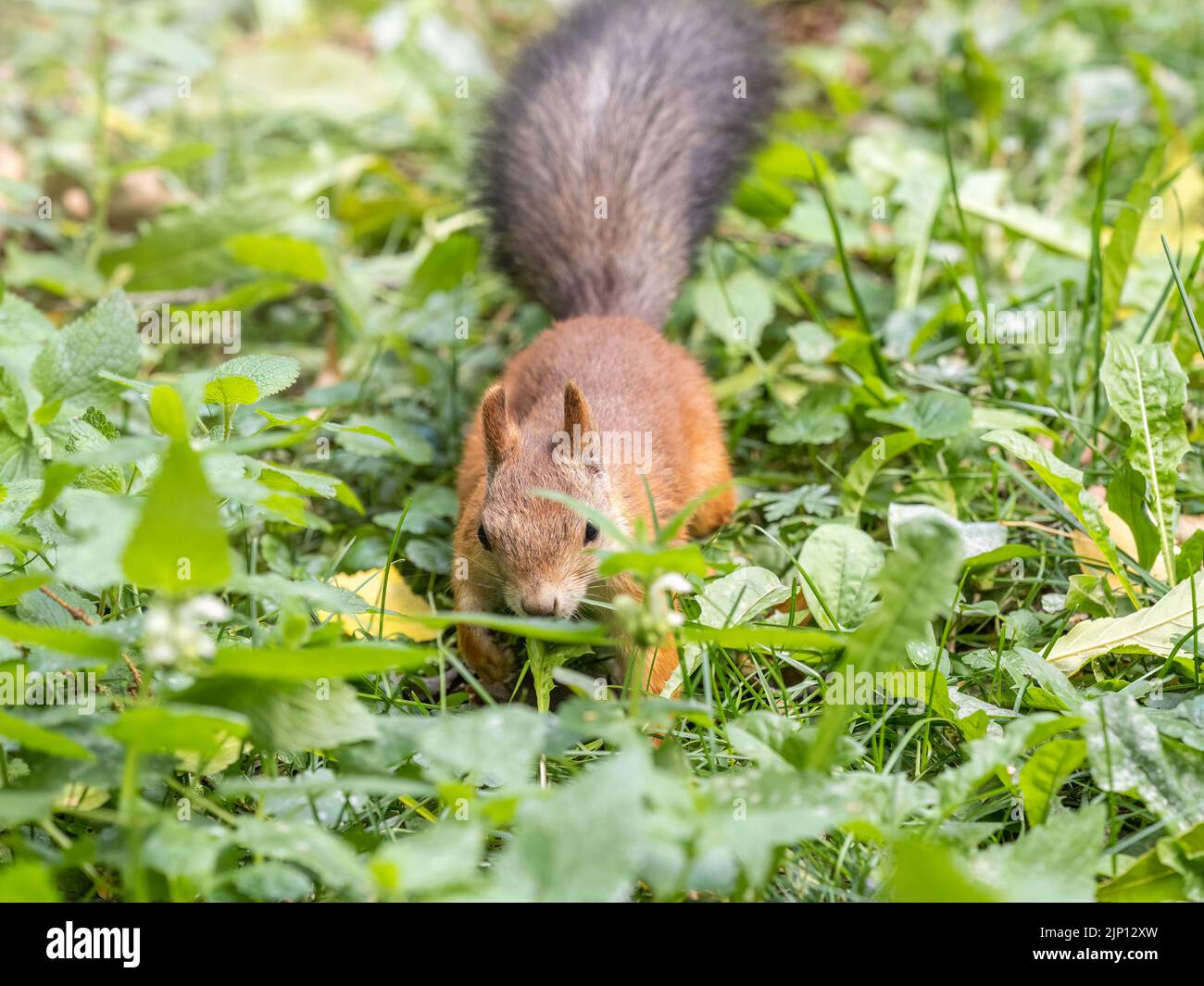 Squirrel in autumn hides nuts on the green grass with fallen yellow