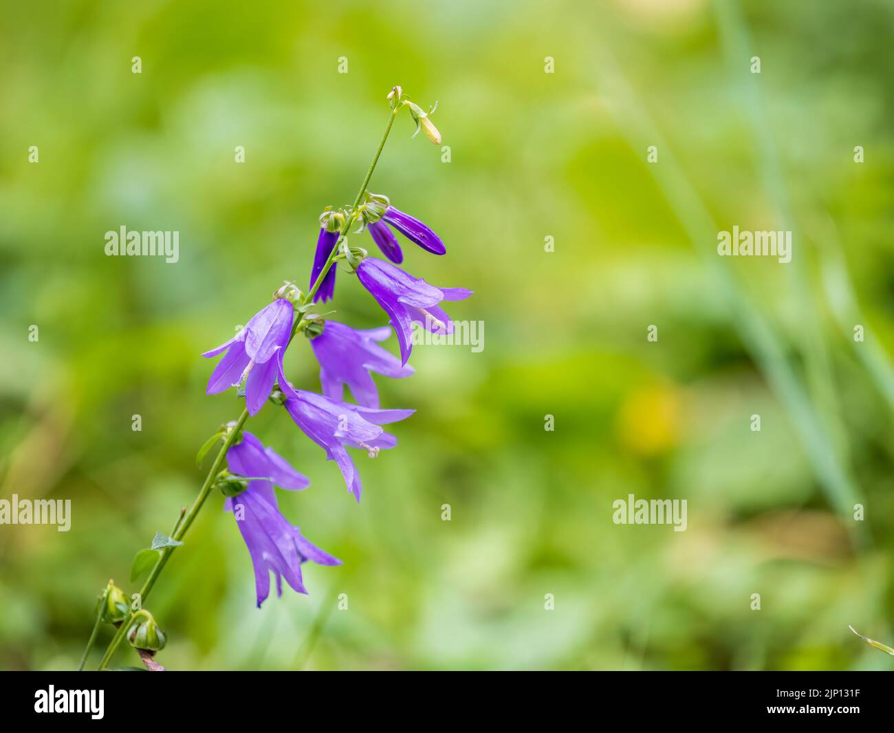 Campanula rapunculoides, creeping bellflower, or rampion bellflower, is a perennial herbaceous plant of the genus Campanula, belonging to the family C Stock Photo