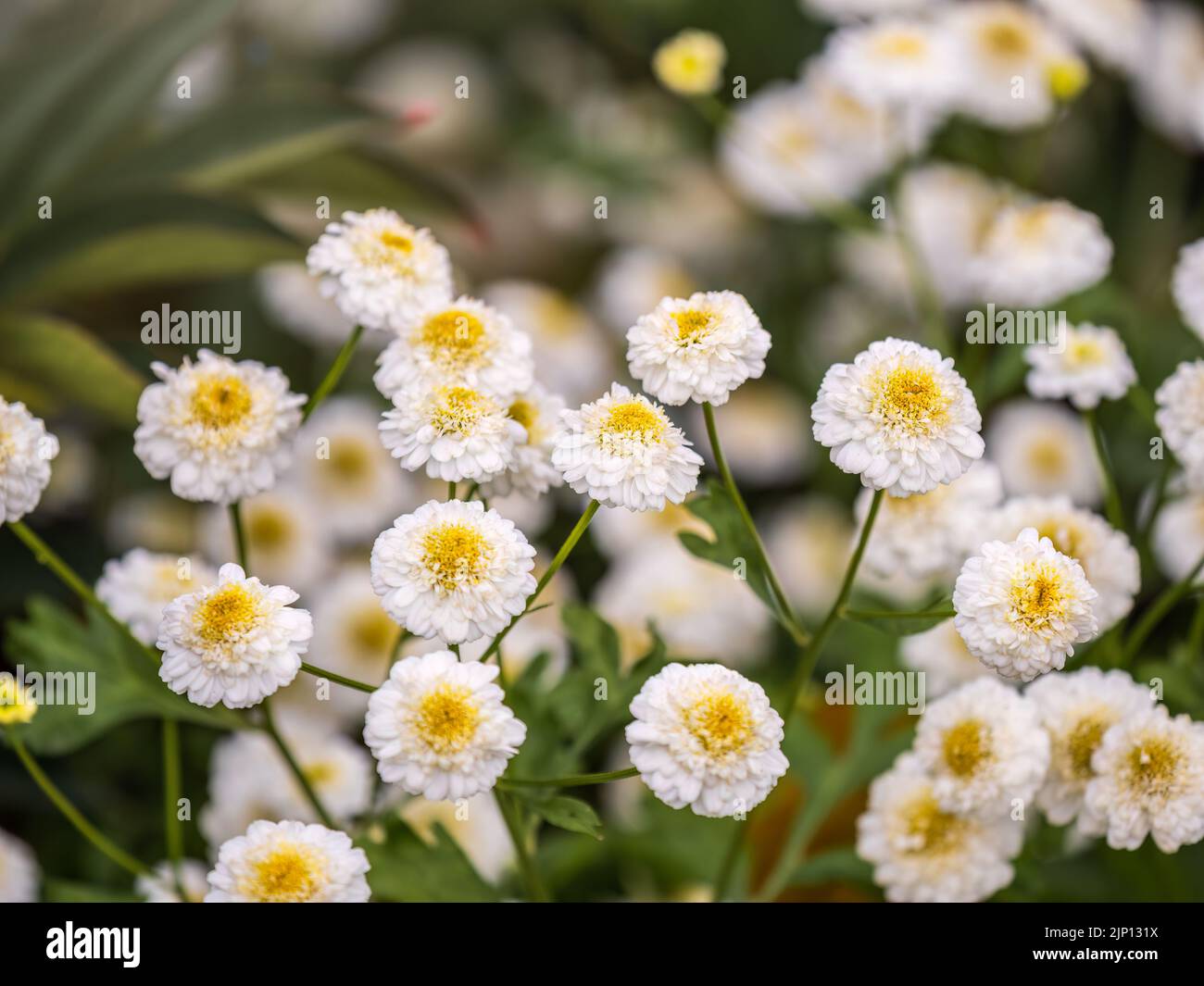 Colourful Feverfew Flowers, Tanacetum parthenium. Beautiful white and yellow flowers Tanacetum parthenium. Stock Photo
