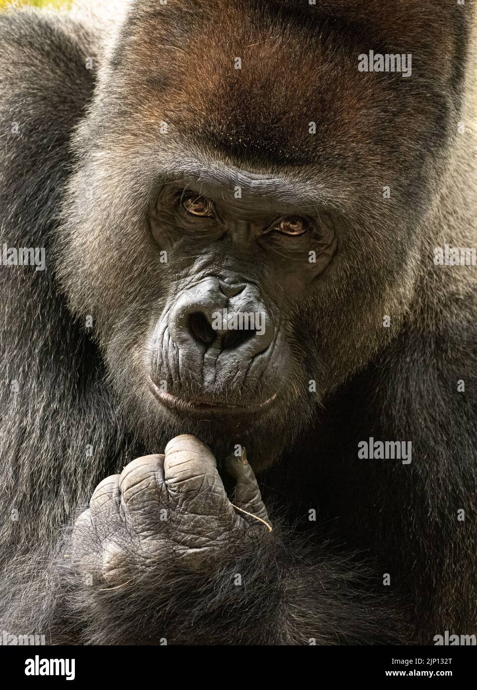 Close-up of a staring silverback western lowland gorilla at Zoo Atlanta in Atlanta, Georgia. (USA) Stock Photo