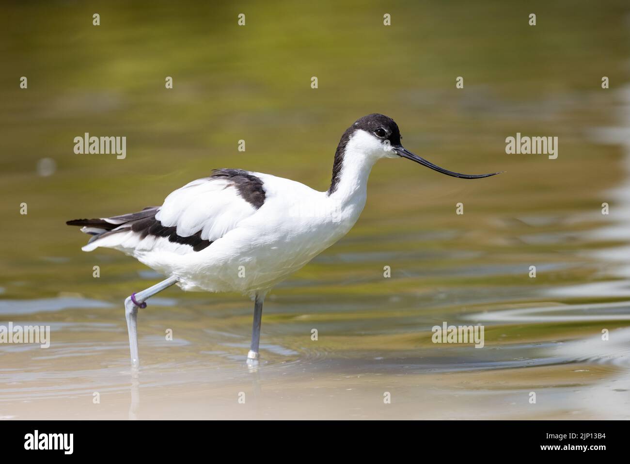 Avocet [ Recurvirostra avosetta ] wading in pond at Slimbridge Wetland Centre in Gloucestershire, UK Stock Photo