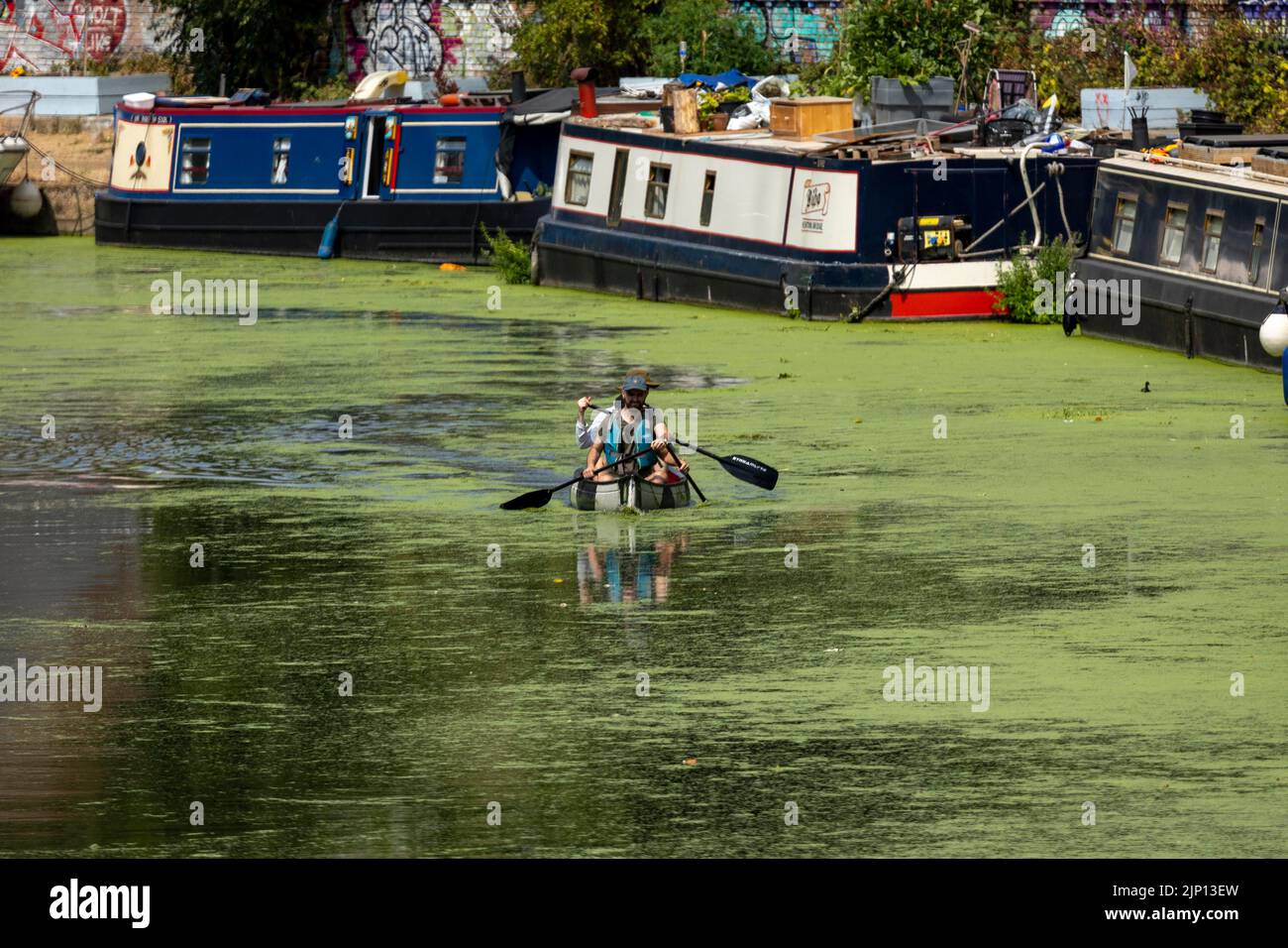 Pic shows: Bright green algae on the River Lea near Hackney Wick today London 14.8.22  Canoeing down the river past the barges on hot day     picture Stock Photo