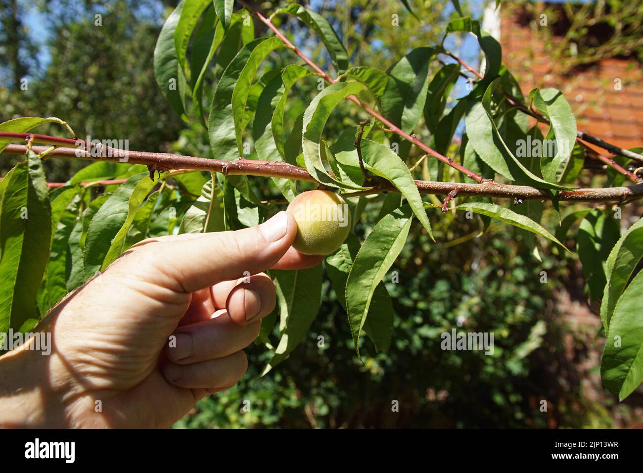 Hand, fingers at a peach in the peachtree, Prunus persica Melred. Picking peach, Dutch garden. Summer, August. Stock Photo