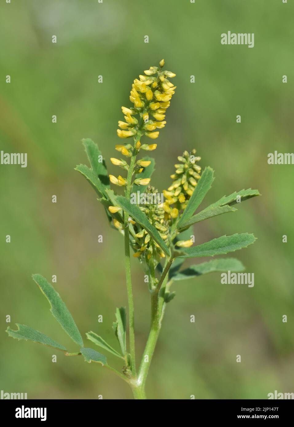 Yellow Sweet Clover (Melilotus indicus) stems in Houston TX, closeup side view. Eurasian flowering herb found throughout many regions of the world. Stock Photo