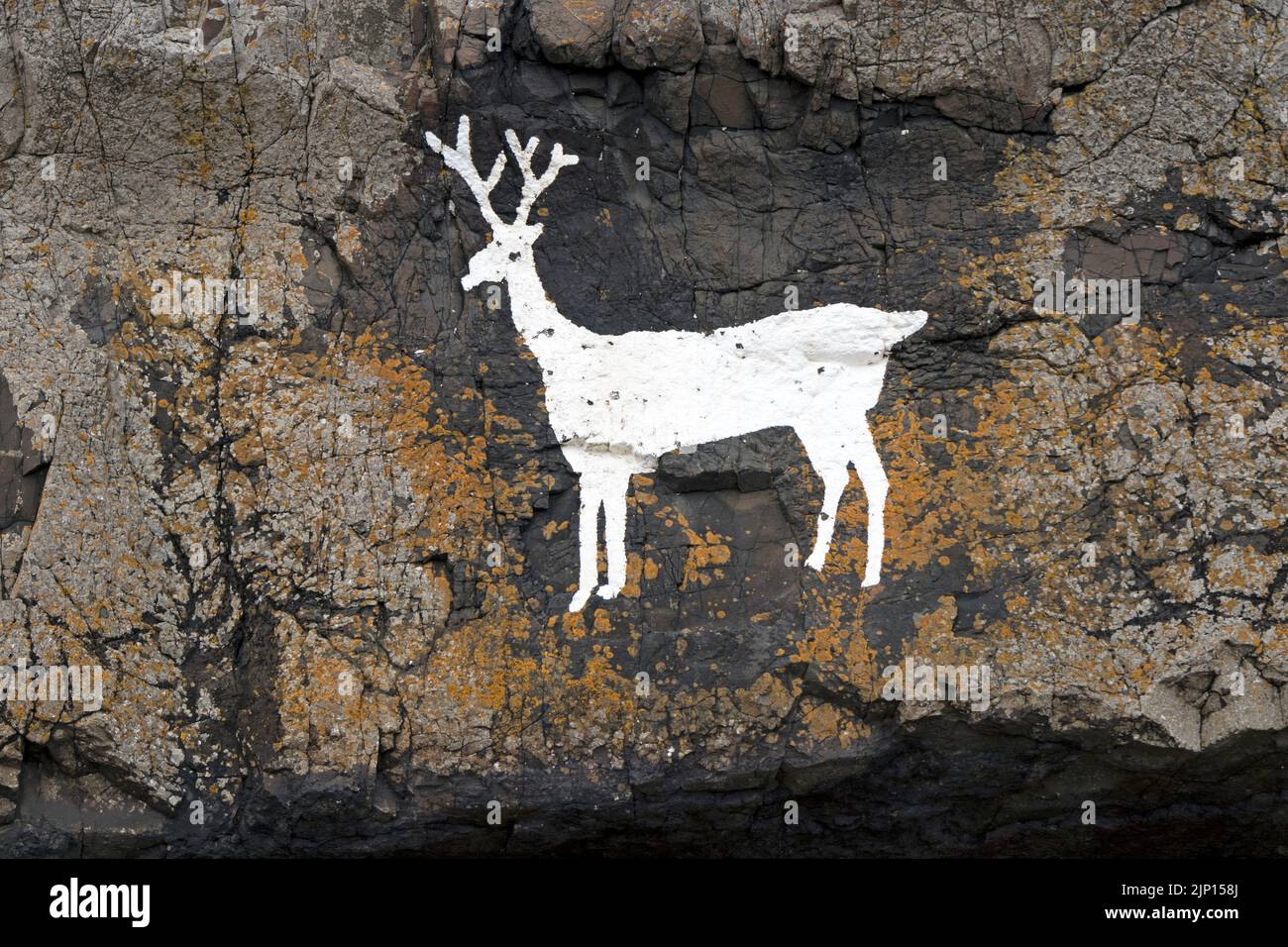 White Stag Painted on the Rocks of Blackrocks Point (also known as Stag Rocks), Bamburgh, Northumberland, UK Stock Photo